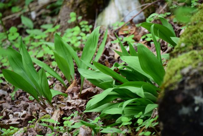 Un million d’espèces animales et végétales sont menacées d’extinction, comme l’ail des bois (Allium tricoccum var. burdickii).