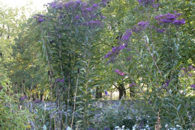 Vernonia gigantea ‘Purple Pillar’, © Jardin botanique (Lise Servant)