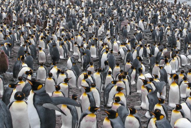King penguins, South Georgia Island