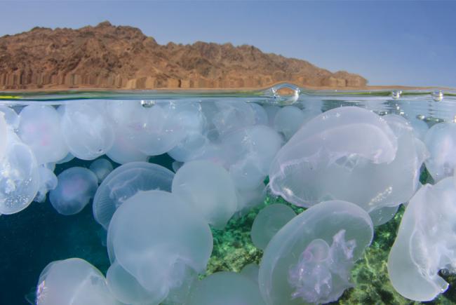 Jellyfish and desert