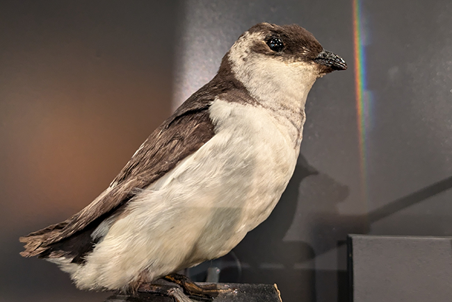 Mergule nain naturalisé dans l’exposition Une nature tissée serrée
