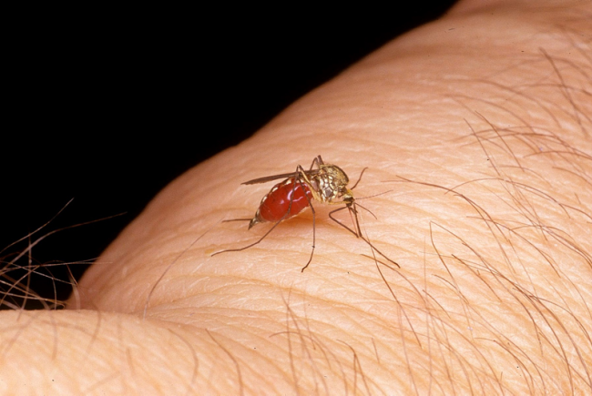 Moustique / Culicidés