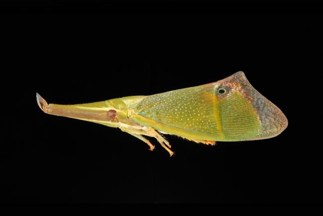 Odontoptera sp. – French Guiana
