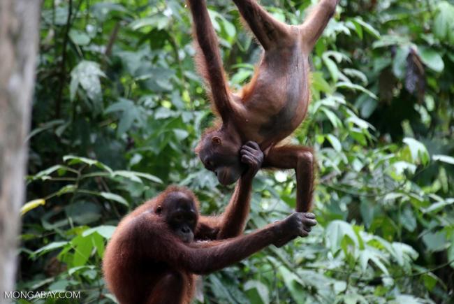 Pair of orphaned orangutans.