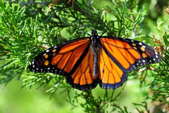 À travers l’Amérique du Nord, on investit des ressources considérables pour protéger le papillon monarque, dont les populations migratrices ont largement diminué depuis 20 ans.