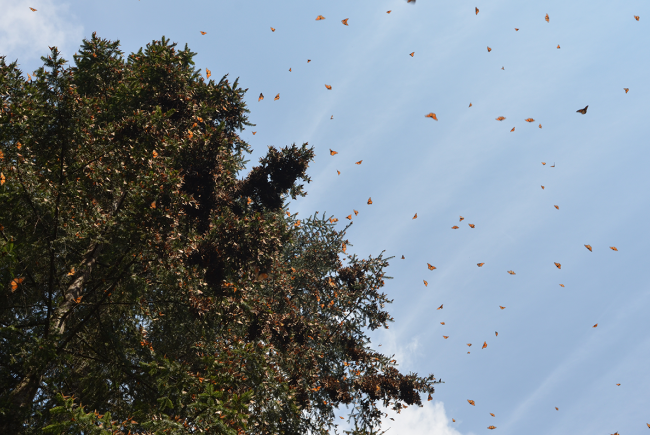 Papillons monarques sur le point d’entamer leur migration depuis leur aire d’hivernage au Mexique.
