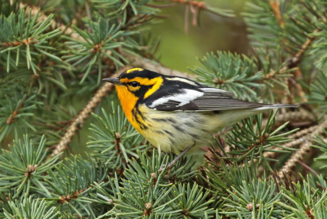 Various species of warbler, such as the blackburnian warbler, can be seen on Sainte-Hélène and Notre-Dame islands.