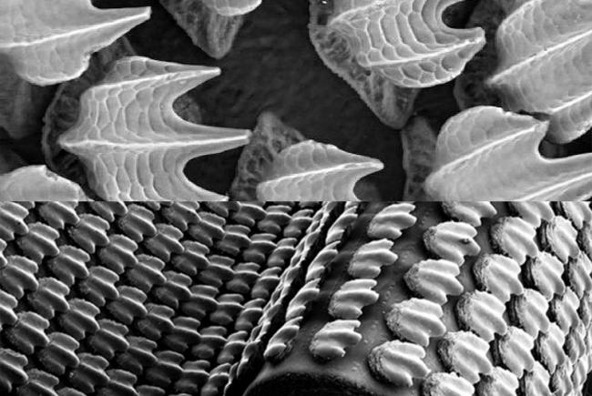 Scientists have developed a swimsuit inspired by shark skin that reduces water resistance. Above, a real shark skin under the microscope, below, the material manufactured for the design of swimming suits.