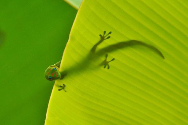Gold dust day gecko (Phelsuma laticauda)