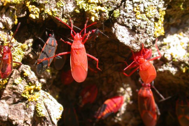 Immature and adult boxelder bugs