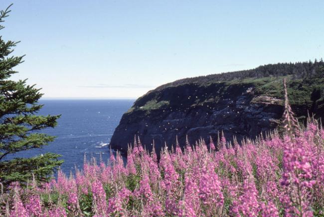 Cliffs edged with flowering fireweed.