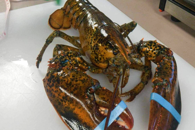 Lobster under study