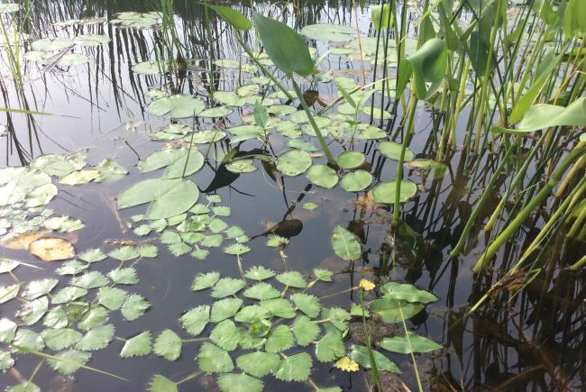 Début d’une colonie de châtaignes d’eau (Trapa natans) dans un herbier aquatique – Pointe-au-Sable 2020