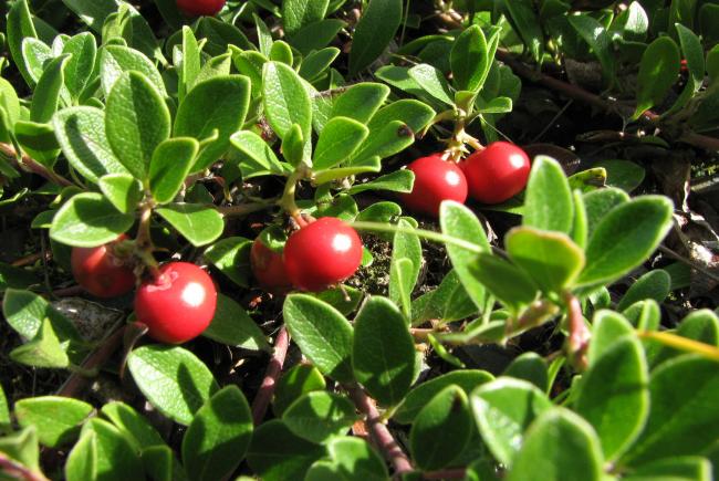 Bearberry (Arctostaphylos uva-ursi)