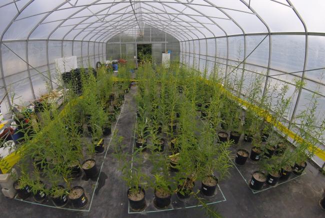 Greenhouse experiments to better understand the impact of growth environment on the chemical composition of willows.