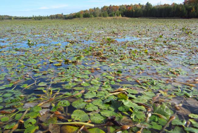Rosettes de châtaignes d’eau (Trapa natans) portant des noix à l’automne – Parc provincial Voyageur (Ontario) 2013