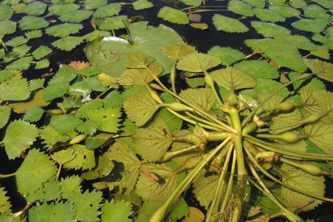 Water chestnut (Trapa natans) rosette with fruits (nuts) developing – Baie de Carillon, 2020