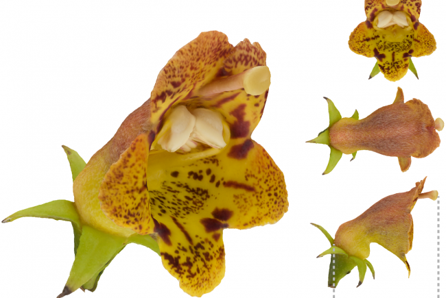 Photos of 3D flower models from the laboratory of botanist Simon Joly at the Jardin botanique.