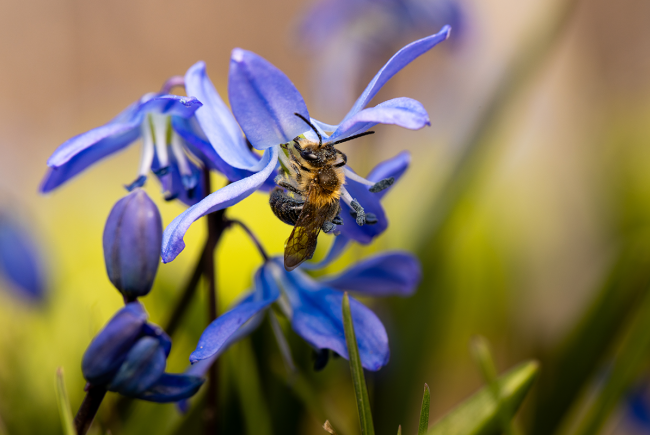 Scilla foraged by a bee.