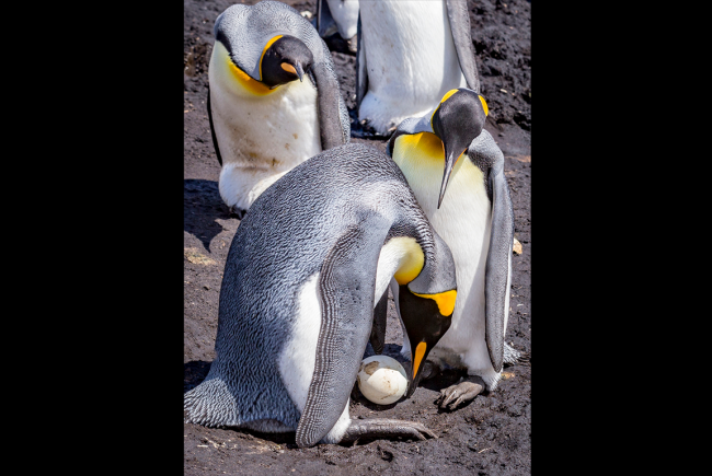 From egg to penguin…