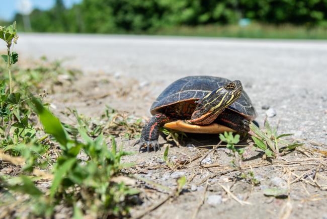 Turtles grow active and move about with the arrival of spring, when crossing roads and highways makes them vulnerable to collisions with vehicles.