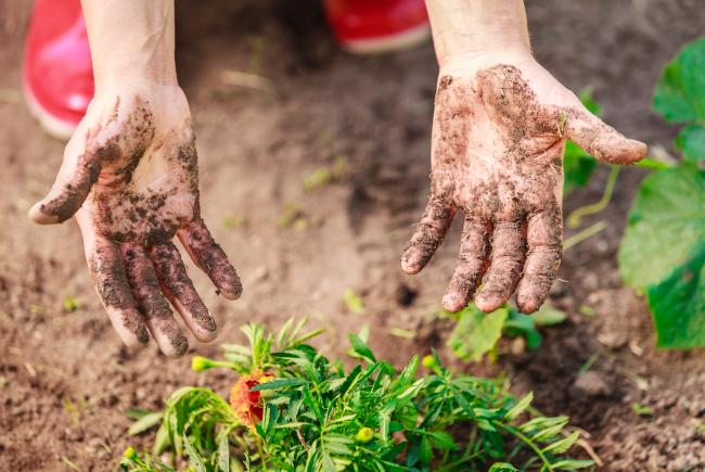 Pour beaucoup de jardiniers, travailler à mains nues améliore la dextérité et permet de mieux connecter avec son jardin. 