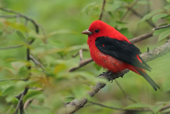 You can see and hear a number of perching species all over Sainte-Hélène and Notre-Dame islands, like the scarlet tanager.