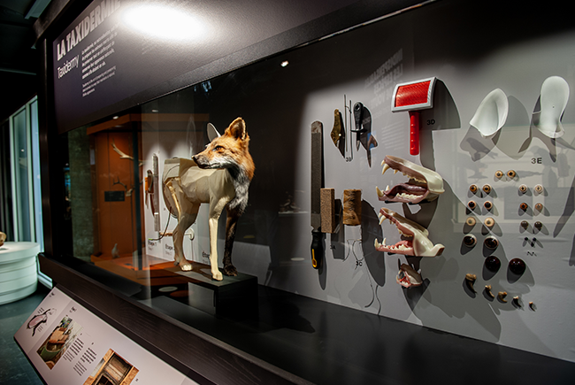 Renard roux naturalisé dans la vitrine de l’exposition Une nature tissée serrée