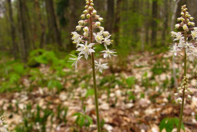 Tiarelle cordifoliée (Tiarella cordifolia)