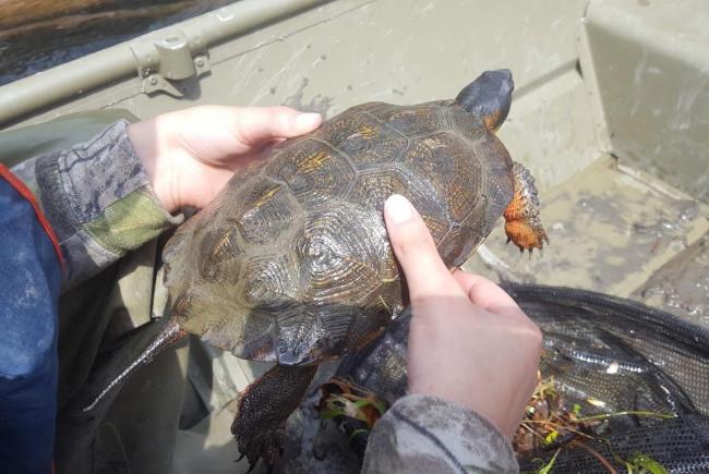 Une tortue des bois adulte sauvage, capturée pour examen et installation d'un émetteur. Le 