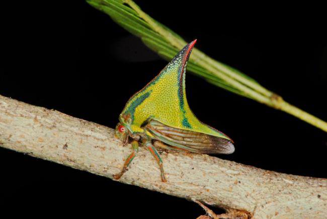 Umbonia sp.- Ce petit membracide affiche la même couleur que son milieu de vie, le feuillage de plusieurs arbres.