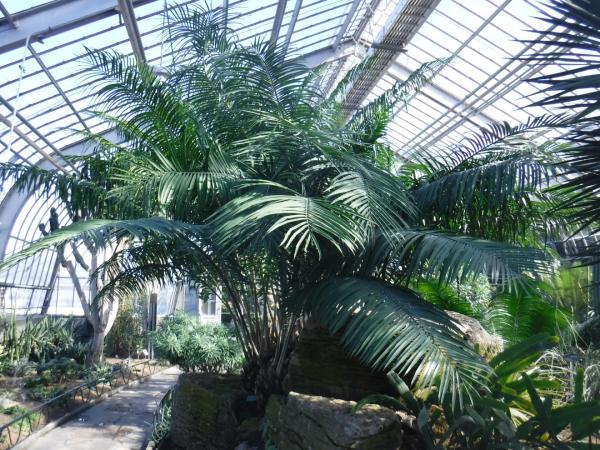 At the top of the rock, in exhibition greenhouse 7, Encephalartos villosus, a specimen registered at the Montreal Botanical Garden in 1959.