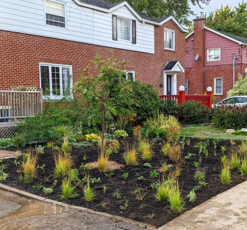 The pollinator garden during its transformation
