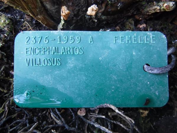 Identification Encephalartos villosus, at the Montreal Botanical Garden.