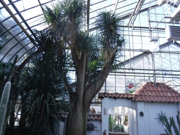 This huge trunk in exhibition greenhouse 7, Beaucarnea recurvata, is a specimen registered at the Montreal Botanical Garden in 1938.