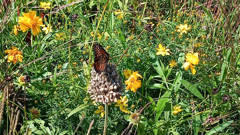 Un vice-roi, un papillon qui ressemble au monarque, est venu visiter le jardin des pollinisateurs. On reconnaît le vice-roi grâce à une veine noire qui traverse l’aile arrière. Cette veine transversale est absente chez les monarques.