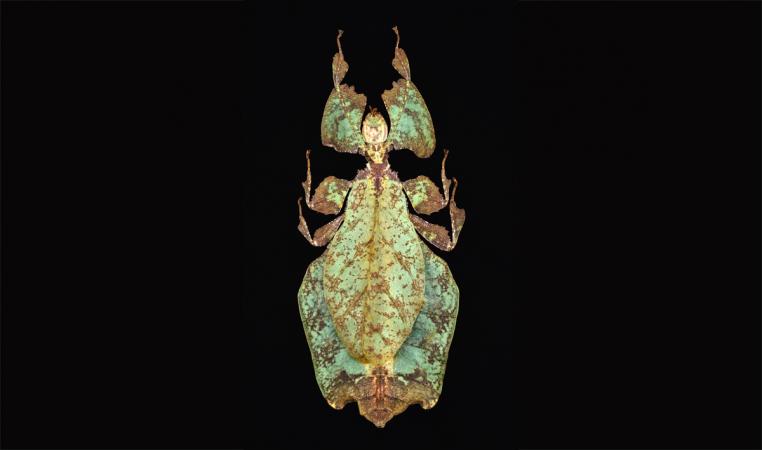 Phyllium giganteum (Cameron-highlands, Pahang, Malaysia - 1992)