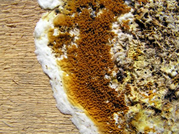 Les fructifications de la mérule, ou carpophores, peuvent apparaître sur des surfaces exposées comme un mur ou un escalier et sont parfois le premier indice visible de l’infestation 