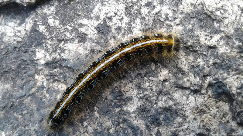 Processionary caterpillars wreak havoc…but not in Québec!