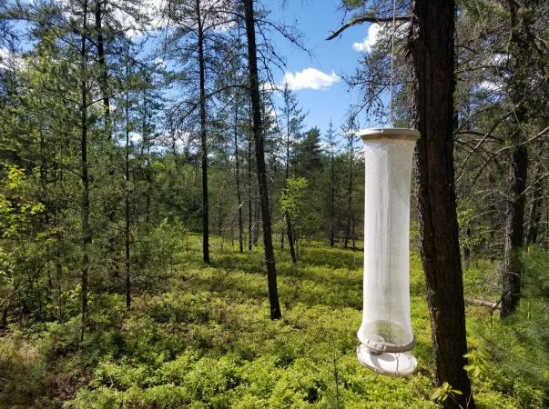 Installation of butterfly trap with fermented fruit bait. Isle-aux-Allumettes (Québec, Canada), summer 2019.