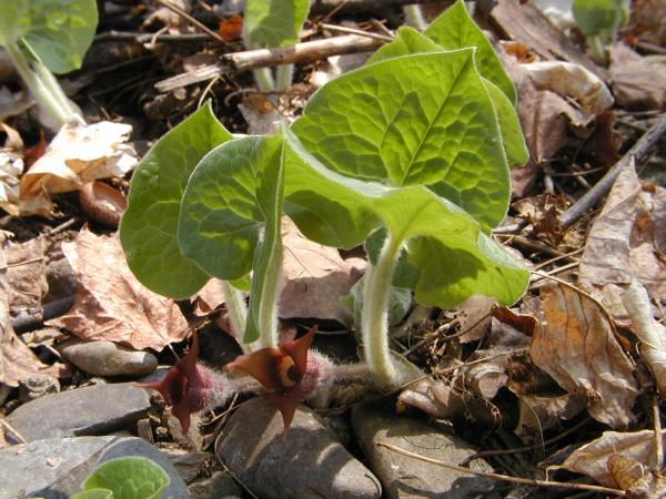 Asarum canadense, with its flowers with so particular characteristics.