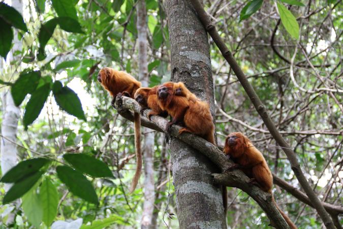 Groupe familial de tamarins-lions dorés à la réserve biologique de Poço das Antas.