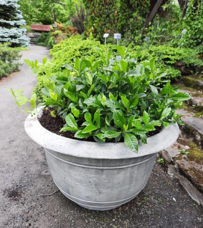 Le Gardenia jasminoides est un arbuste qui n'est pas résistant à l’hiver glacial de Montréal et doit être ramené dans un jardin d’hiver frais lorsque la température nocturne avoisine les 10°C.