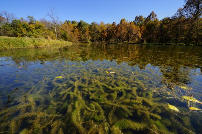 Le myriophylle à épis encombrant un lac au printemps.