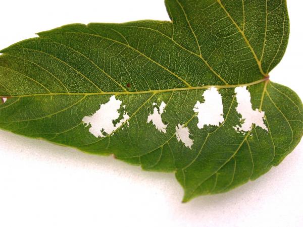 Visual 5 - Asian longhorned beetle (Anoplophora glabripennis) - Adult feeding damage on leaf 