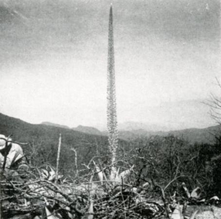 June 5, 1965 – The blue Agave guiengolensis  in bloom on the Cerro Guiengola. The dwarf tree in the foreground is a Bursera sp. 