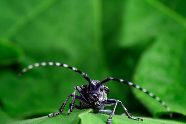 Visual 1 - Asian longhorned beetle (Anoplophora glabripennis)