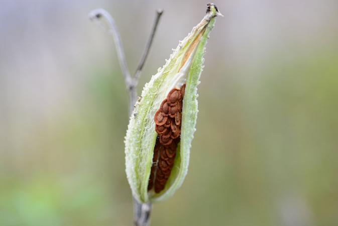 Fruit and seeds in the common milkweed (Asclepias syriaca)
