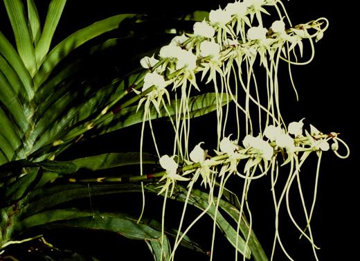 Angraecum longicalcar - Crédit photo : Les orchidées Marcel Lecoufle