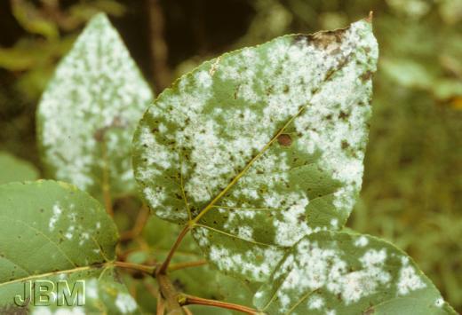 Blanc ou mildiou poudreux, © Jardin botanique